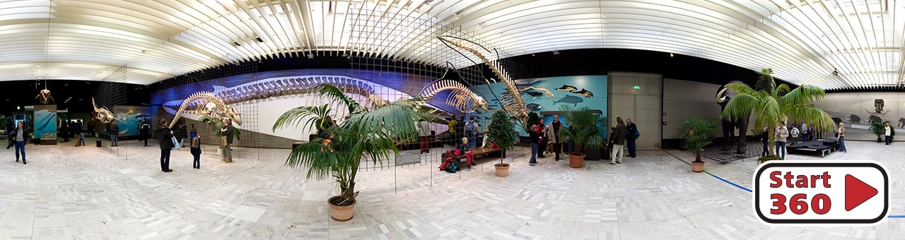 Senckenberg Naturmuseum Saal der Wale und Elefanten
